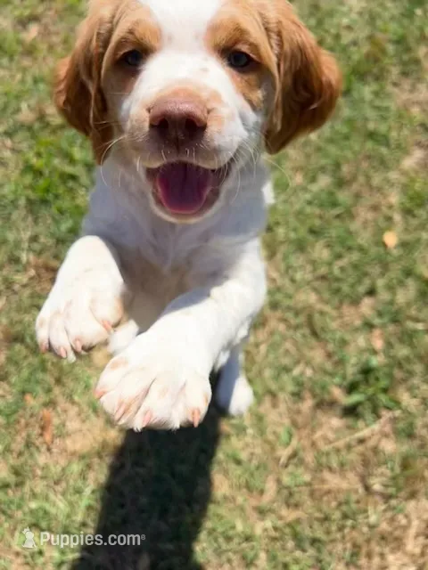 Kyle – Brittany puppy for sale in Newcastle, OK