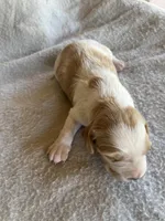Kyle, a male Brittany for sale in Newcastle, OK – 5 of 10