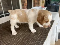 Kyle, a male Brittany for sale in Newcastle, OK – 2 of 10