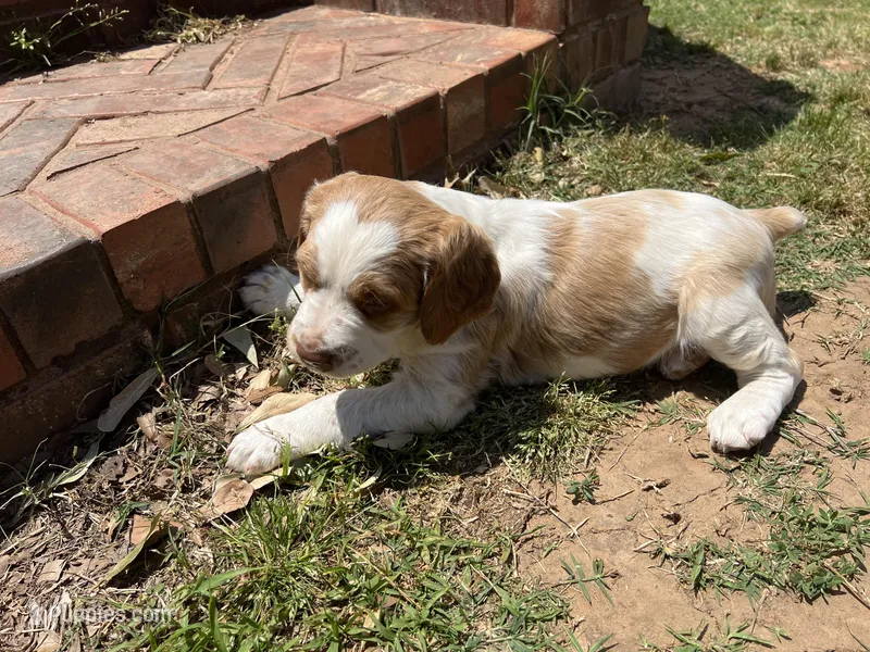 Kyle – Brittany puppy for sale in Newcastle, OK