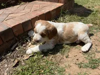 Kyle, a male Brittany for sale in Newcastle, OK – 1 of 10