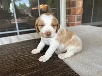 Kyle, a male Brittany for sale in Newcastle, OK – 3 of 10