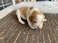 Kyle, a male Brittany for sale in Newcastle, OK – 4 of 10
