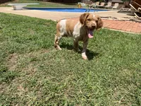 Ken, a male Brittany for sale in Newcastle, OK – 3 of 10