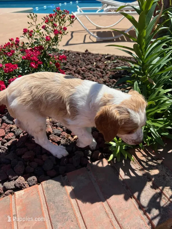 Keith – Brittany puppy for sale in Newcastle, OK