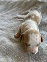 Krypt, a male Brittany for sale in Newcastle, OK – 5 of 10