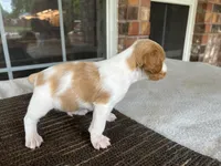 Krypt, a male Brittany for sale in Newcastle, OK – 3 of 10