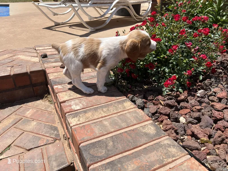 Krypt, a male Brittany for sale in Newcastle, OK – 1 of 10
