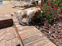 Krypt, a male Brittany for sale in Newcastle, OK – 1 of 10
