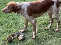 Krypt, a male Brittany for sale in Newcastle, OK – 10 of 10