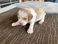 Krypt, a male Brittany for sale in Newcastle, OK – 4 of 10