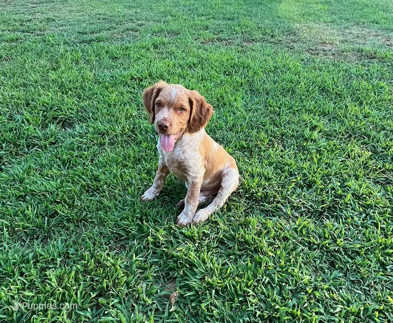 Ken – Brittany puppy for sale in Newcastle, OK