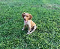 Ken, a male Brittany for sale in Newcastle, OK – 1 of 10