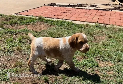 Ken – Brittany puppy for sale in Newcastle, OK