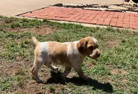 Ken, a male Brittany for sale in Newcastle, OK – 4 of 10