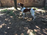 Keith, a male Brittany for sale in Newcastle, OK – 10 of 10