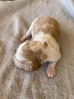 Keith, a male Brittany for sale in Newcastle, OK – 6 of 10