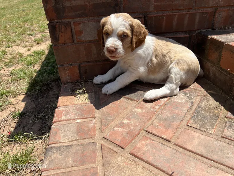 Keith – Brittany puppy for sale in Newcastle, OK