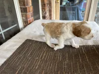 Keith, a male Brittany for sale in Newcastle, OK – 3 of 10