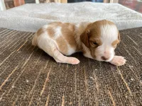 Keith, a male Brittany for sale in Newcastle, OK – 4 of 10