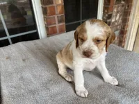 Keith, a male Brittany for sale in Newcastle, OK – 2 of 10