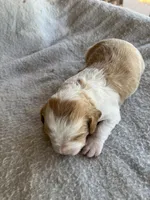 Keith, a male Brittany for sale in Newcastle, OK – 5 of 10