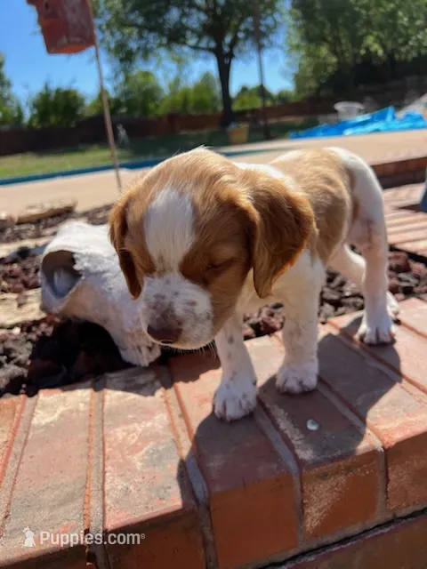 Krypt – Brittany puppy for sale in Newcastle, OK