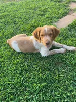 Ken, a male Brittany for sale in Newcastle, OK – 2 of 10