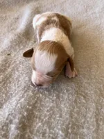 Ken, a male Brittany for sale in Newcastle, OK – 6 of 10