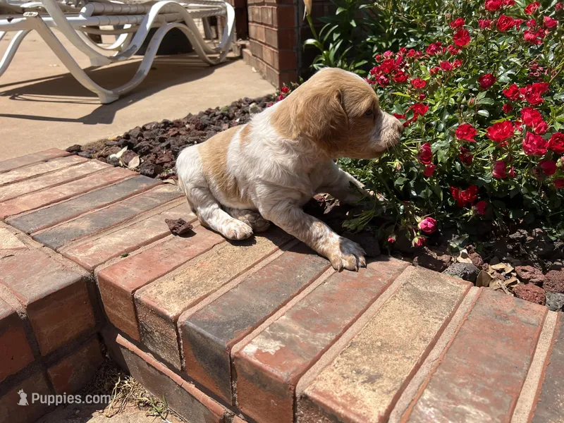 Ken – Brittany puppy for sale in Newcastle, OK