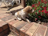 Ken, a male Brittany for sale in Newcastle, OK – 1 of 10