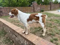 Ken, a male Brittany for sale in Newcastle, OK – 9 of 10
