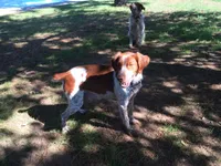 Ken, a male Brittany for sale in Newcastle, OK – 10 of 10