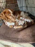 Ken, a male Brittany for sale in Newcastle, OK – 8 of 10