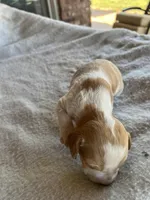 Ken, a male Brittany for sale in Newcastle, OK – 5 of 10