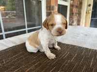 Ken, a male Brittany for sale in Newcastle, OK – 3 of 10