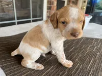 Ken, a male Brittany for sale in Newcastle, OK – 2 of 10