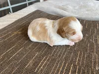 Ken, a male Brittany for sale in Newcastle, OK – 4 of 10