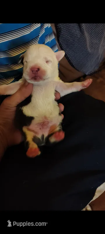 Casper – American Pit Bull Terrier puppy for sale in Phoenix, AZ