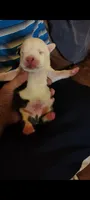 Casper, a male American Pit Bull Terrier for sale in Phoenix, AZ – 1 of 1