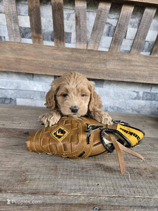 Farley – Cockapoo puppy for sale in Madison, IN