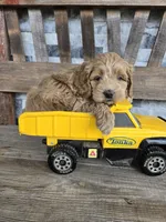 Farley, a male Cockapoo for sale in Madison, IN – Photo 5 of 5