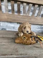 Farley, a male Cockapoo for sale in Madison, IN – Photo 3 of 5