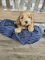 Farley, a male Cockapoo for sale in Madison, IN – Photo 4 of 5