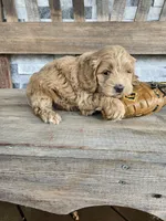 Farley, a male Cockapoo for sale in Madison, IN – Photo 2 of 5