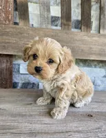 Oliver, a male Cavapoo for sale in Madison, IN – 2 of 7