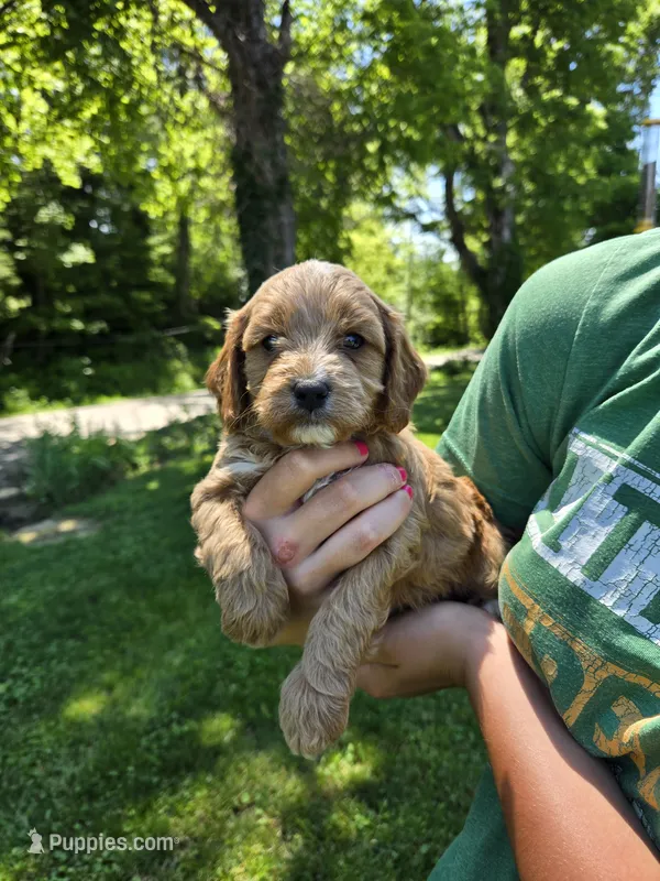 Red – Cavapoo puppy for sale in Madison, IN