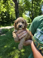 Red, a male Cavapoo for sale in Madison, IN – 7 of 7
