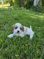 Hugo, a male Cavapoo for sale in Madison, IN – 4 of 4