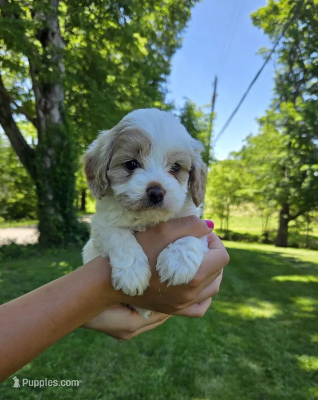 Winston – Cavapoo puppy for sale in Madison, IN